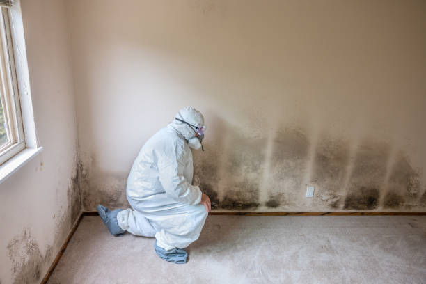 Best Emergency Mold Remediation in Concordia, NJ